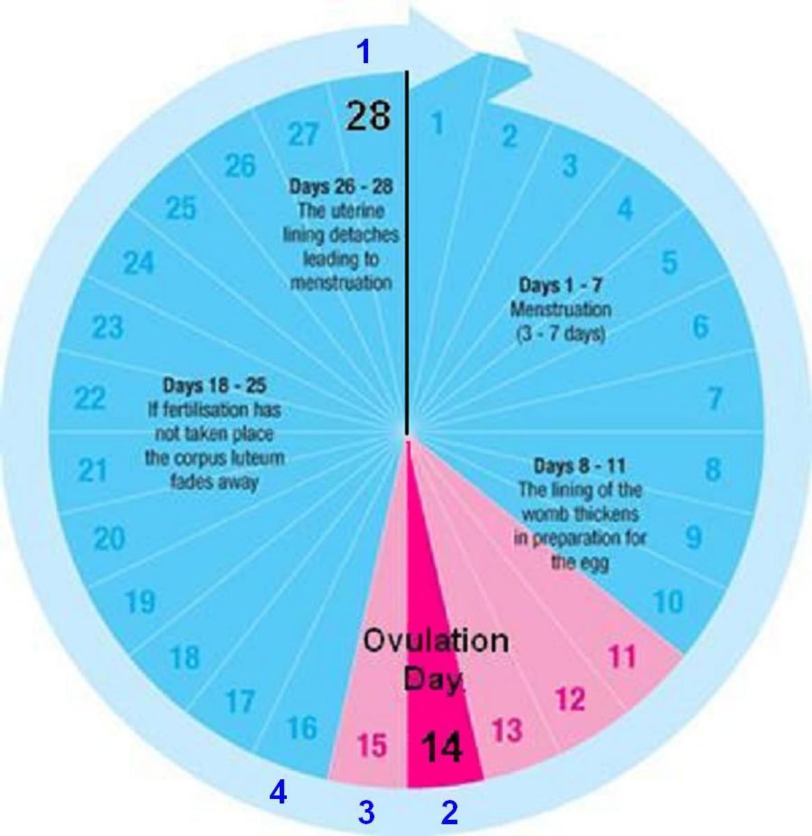 Menstrual Cycle Phases Calendar - prntbl.concejomunicipaldechinu.gov.co