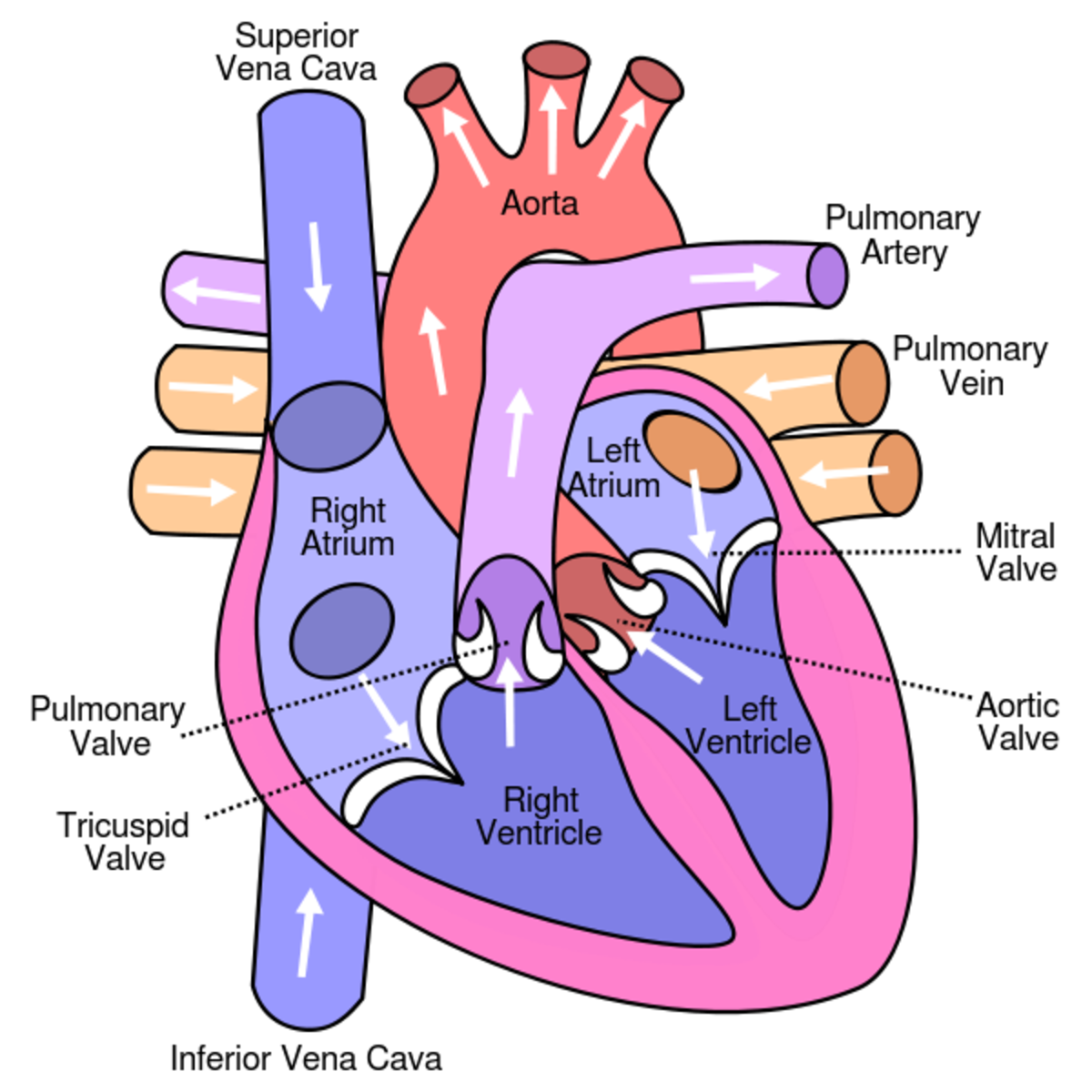 Simple Diagram Of Heart