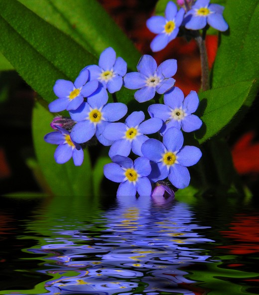 Forget-Me-Not