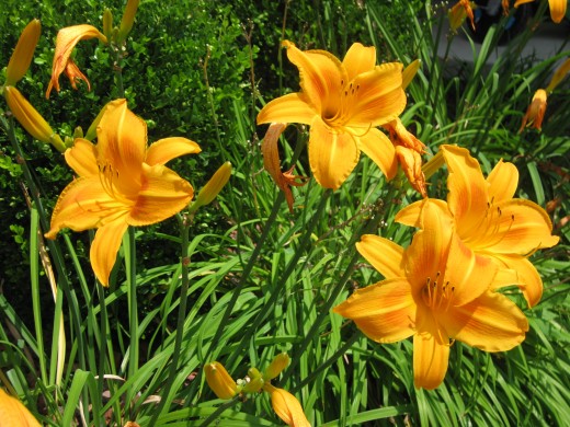 Day Lilies