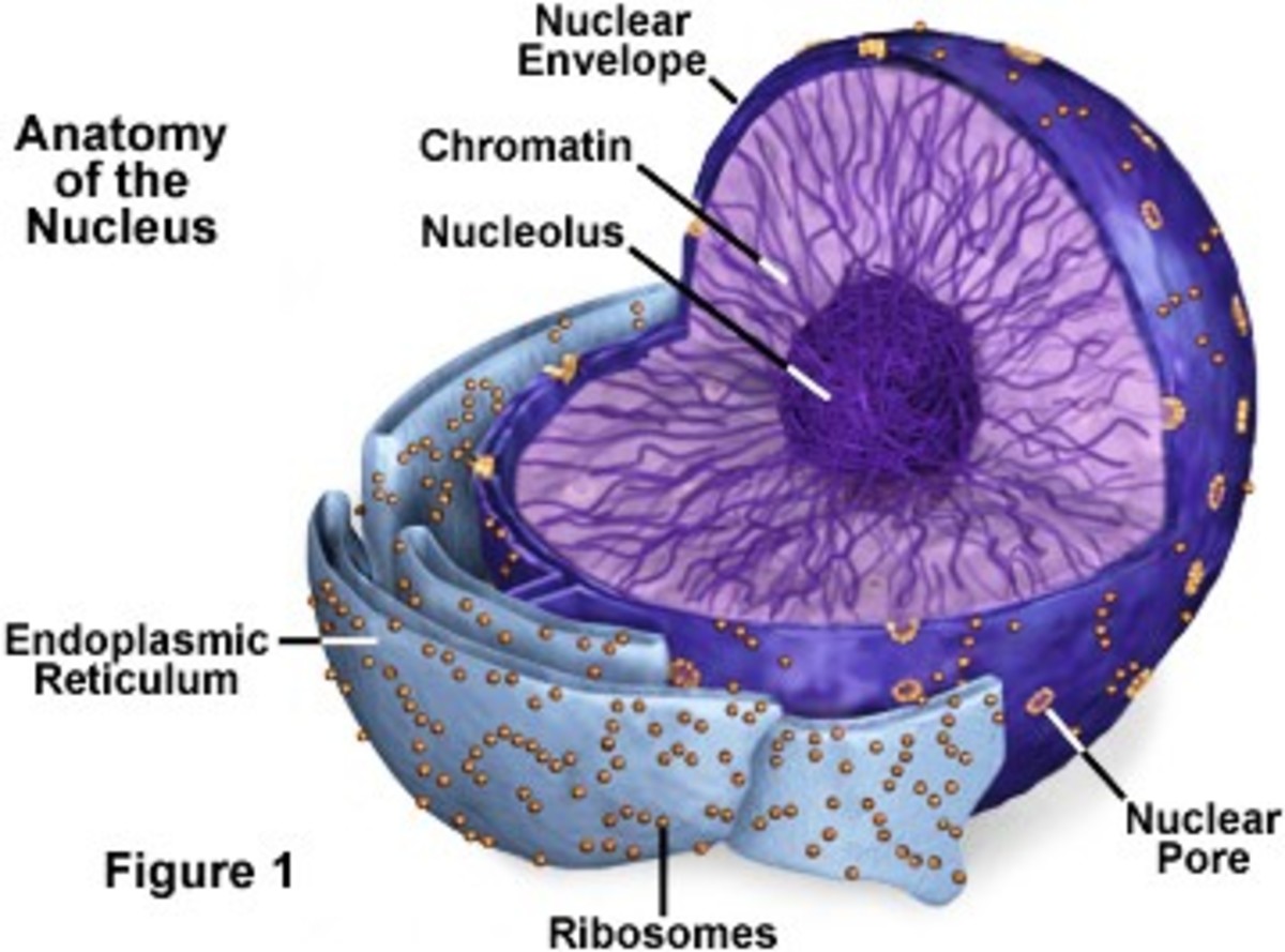 Labelled Diagram Of Nucleus