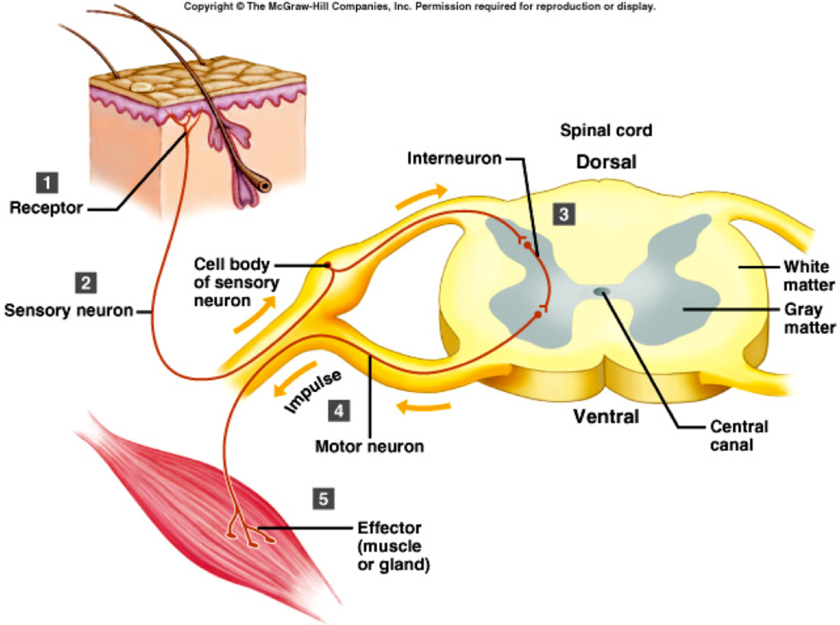 Reflex Arc Diagram No Labels