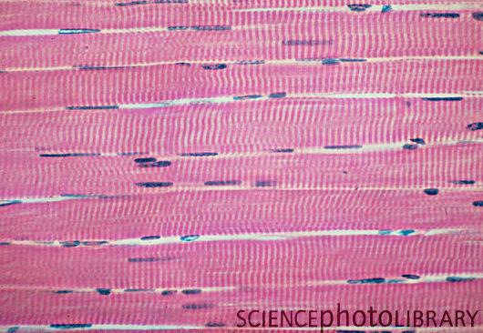 Skeletal Muscle Labeling Quiz