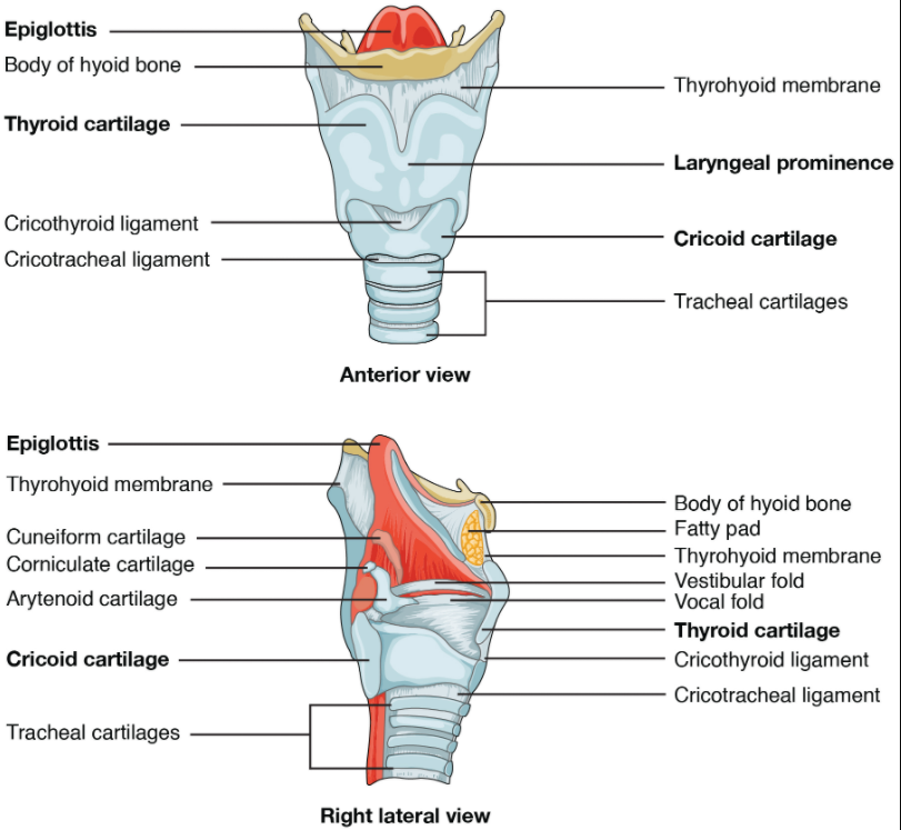 Parts Of The Larynx Labeled