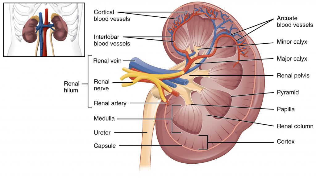 17.3 Gross Anatomy of the Kidney – Fundamentals of Anatomy and Physiology