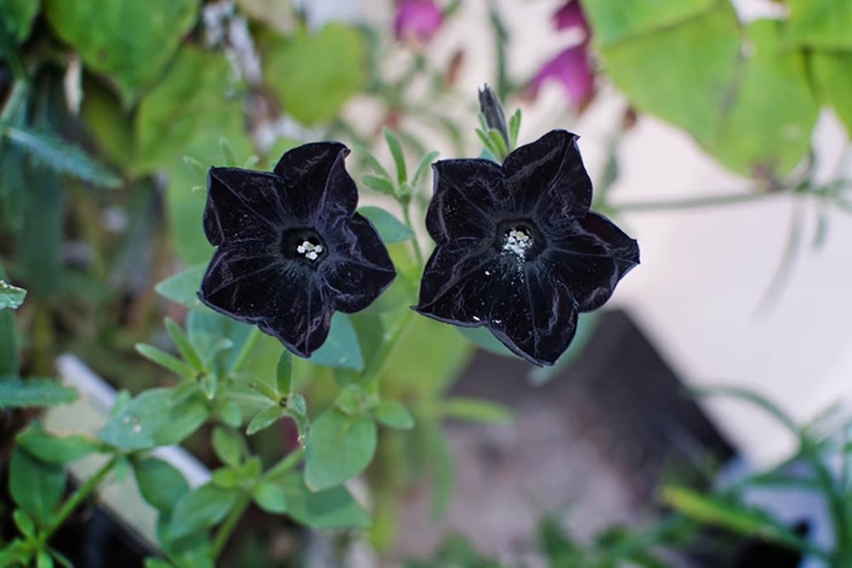 Suculentas y otras flores de color negro: perfectas para la 'princesa  darks' que hay en ti | Estilo de Vida Bienestar | Univision