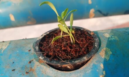 Checking Effects of sugar soil solution on growth of Hydroponic plants ( Spinach)