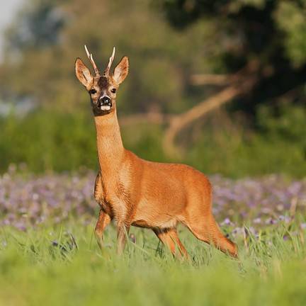 Ree op de Veluwe