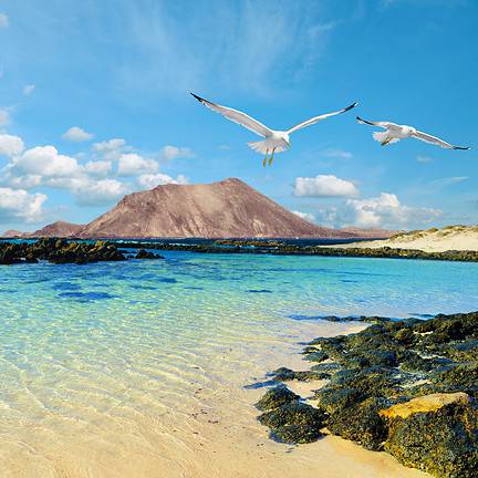 meeuwen strand rotsen lanzarote canarische eilanden