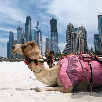 Kameel op strand bij Dubai, Verenigde Arabische Emiraten