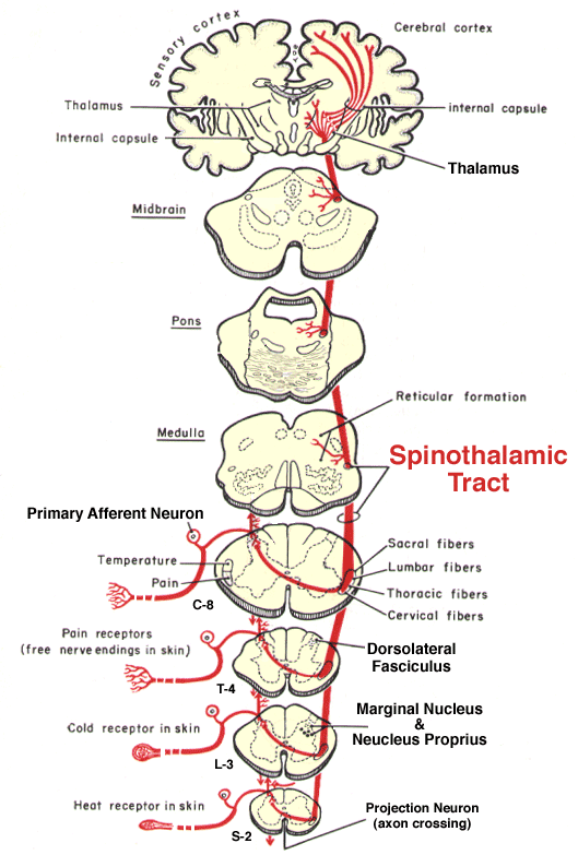 Spinothalamic Tract Diagram