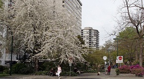 Blossoms in the West End