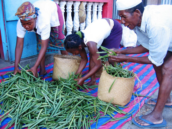 Sorting vanilla beans