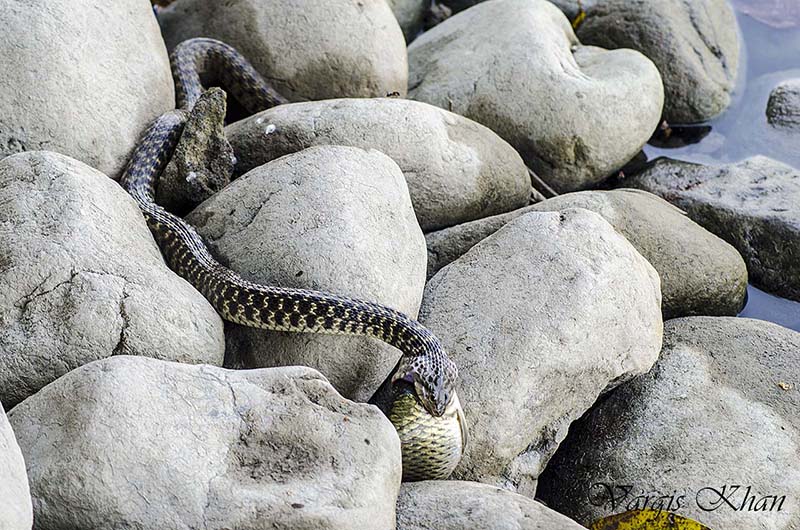 snake-catching-fish-in-karna-lake-2