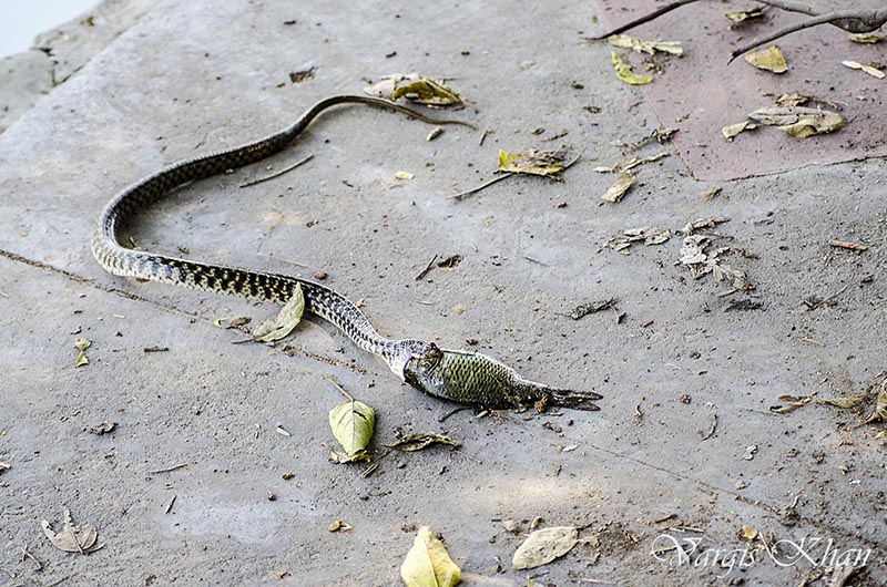 snake-catching-fish-in-karna-lake-5