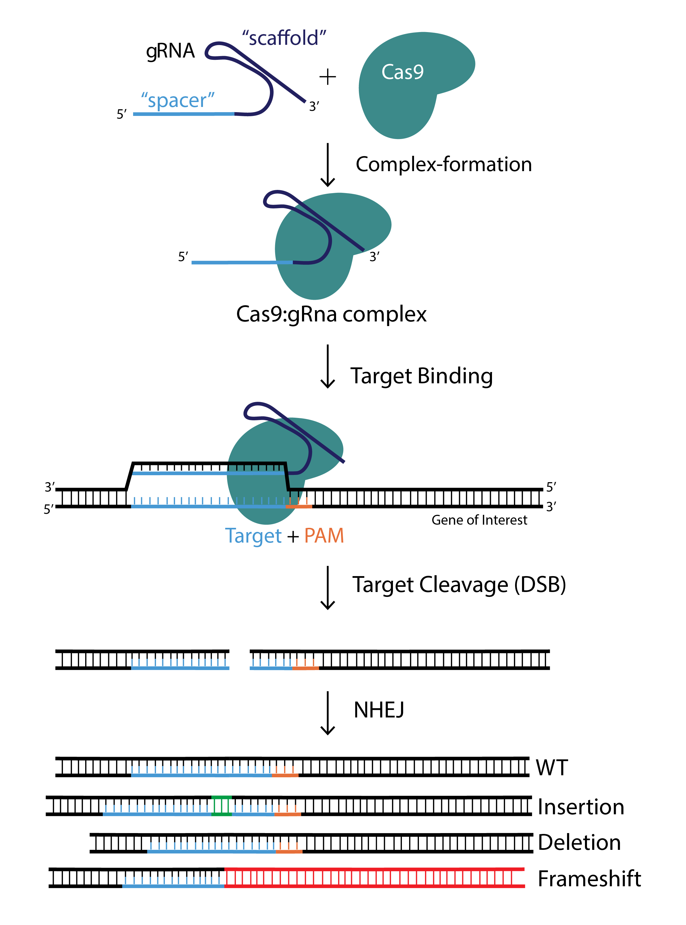 Crispr/cas9基因编辑技术的应用