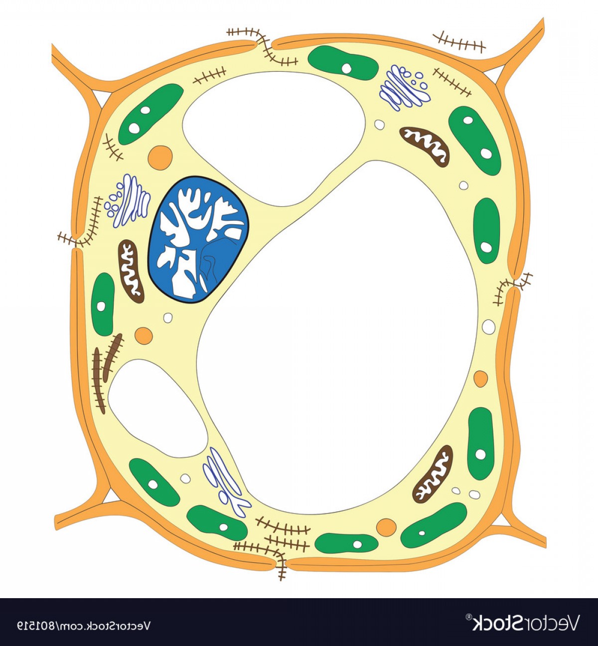 Cell Vector at Vectorified.com | Collection of Cell Vector free for ...