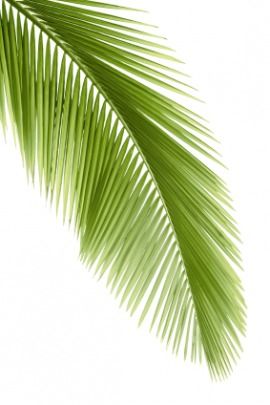 Palm Frond Vector at Vectorified.com | Collection of Palm Frond Vector ...