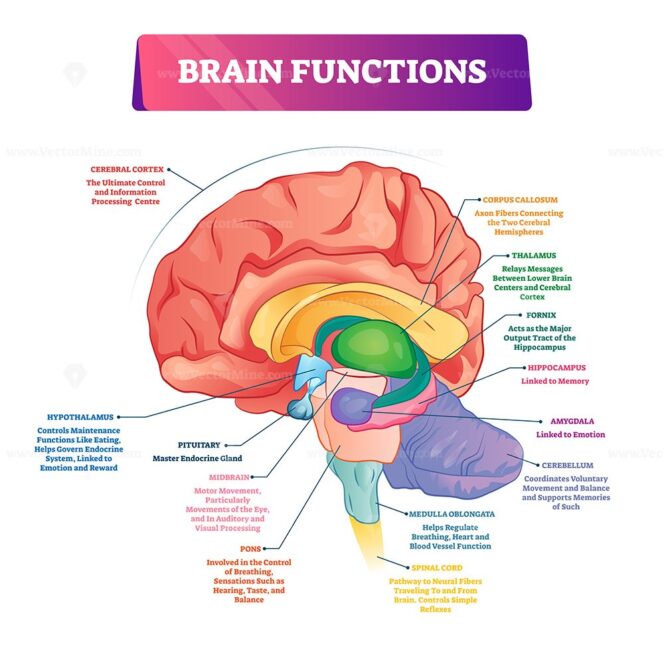 Labeled Brain Amygdala