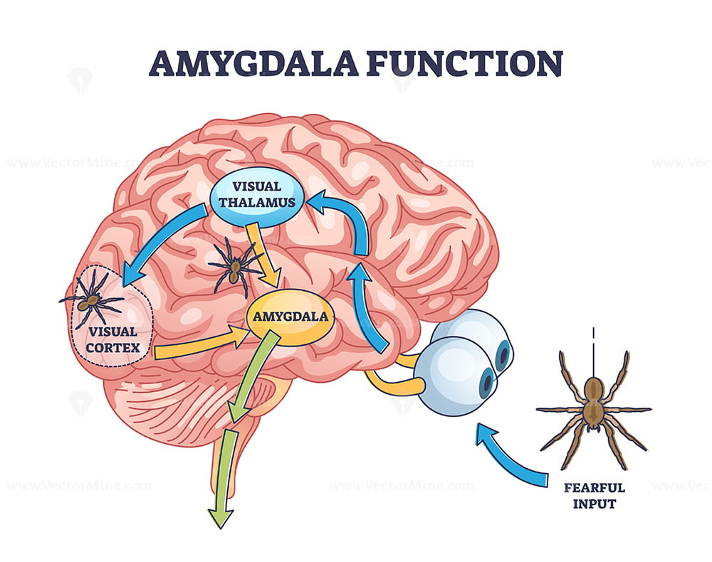 Amygdala Of The Brain