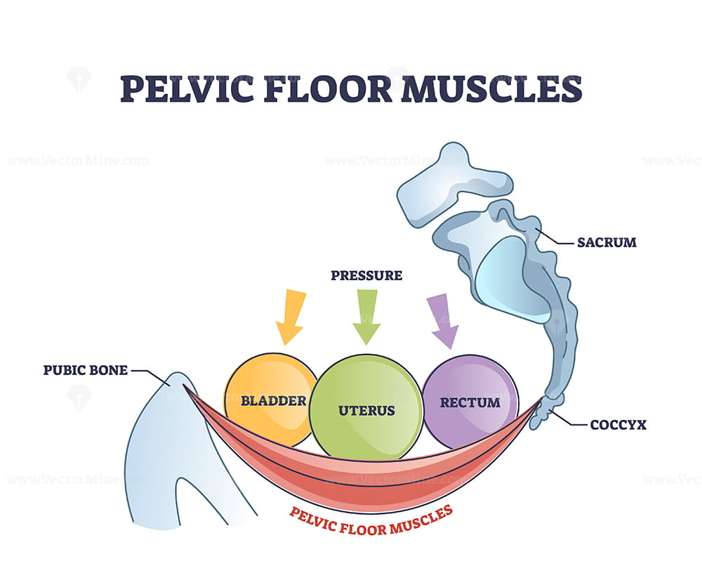 Pelvic floor muscles anatomy with hip muscular body parts outline ...