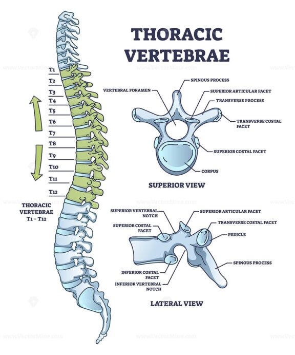 Thoracic vertebrae location and medical structure description outline ...