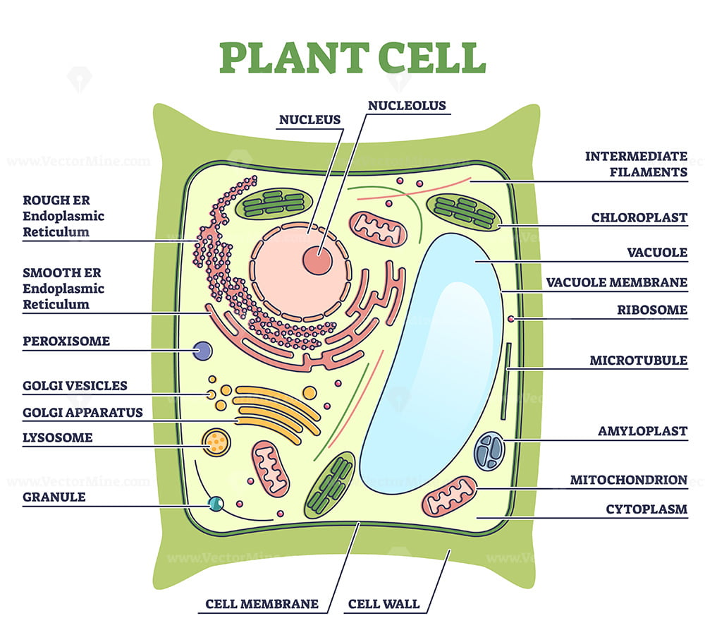 Simple Plant Cell Diagram