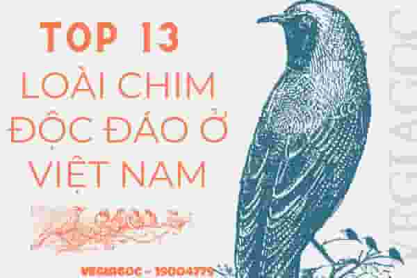 Top 13 Loài Chim Độc Đáo Ở Việt Nam