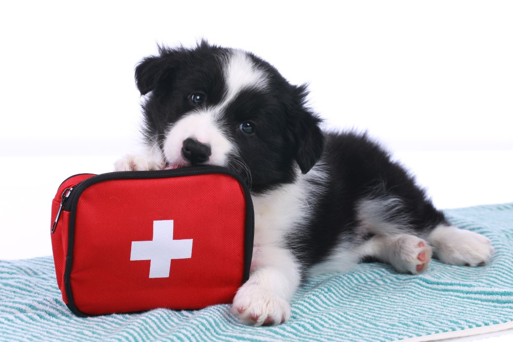 Pet First Aid Essentials ─ 6 Tips Every Pet Owner Should Know - Verge ...