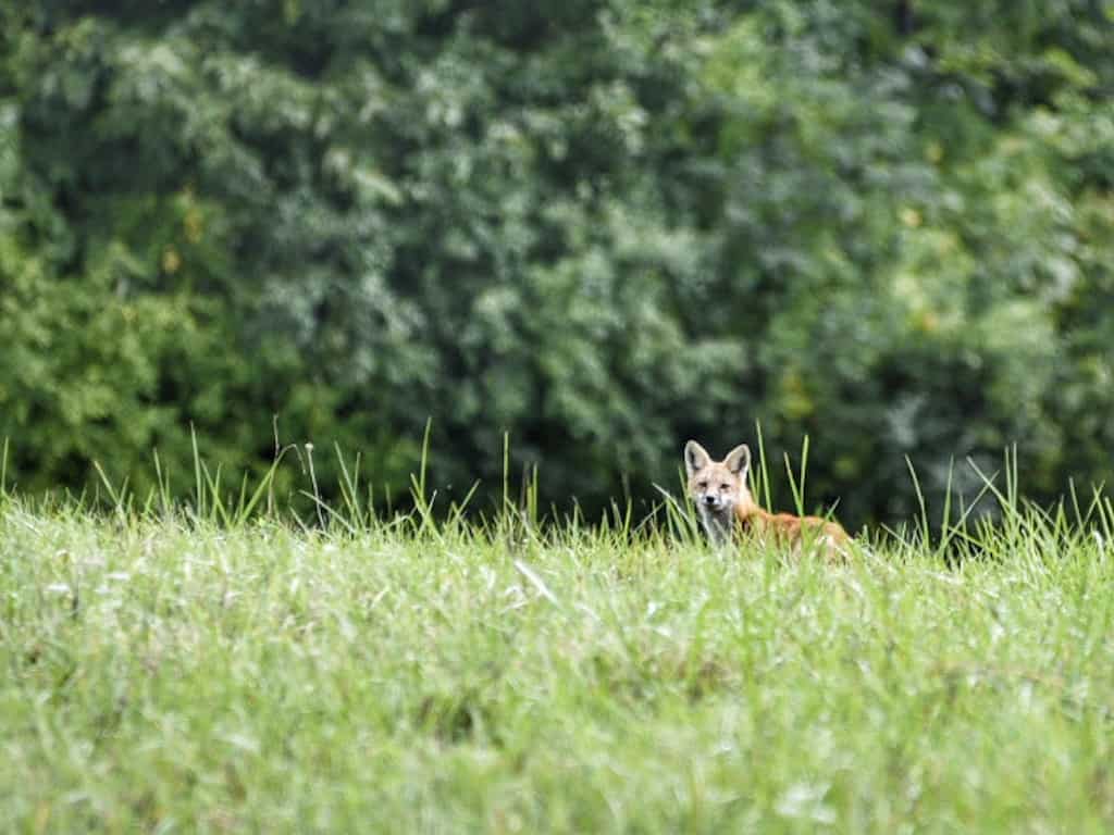 A fox on Fox Hill in South Hero, Vermont.