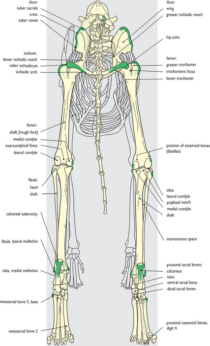 Canine HindLimb Anatomy