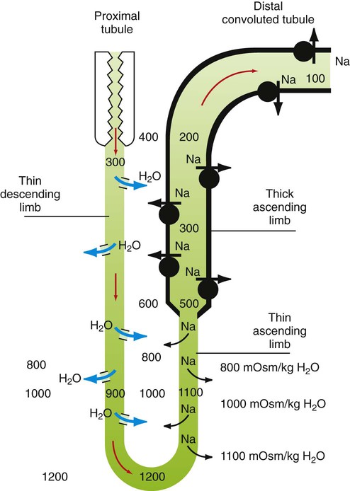 Water Balance | Veterian Key