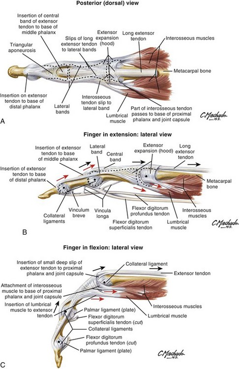 Finger Extensor Tendons