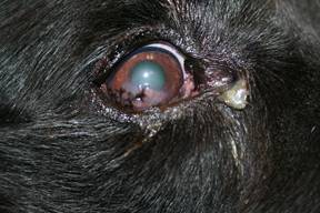 Pannus lesions(darker spots) can be seen on the cornea of this 10-year-old German shepherd