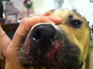 Photo of a dog with bloody discharge from nose