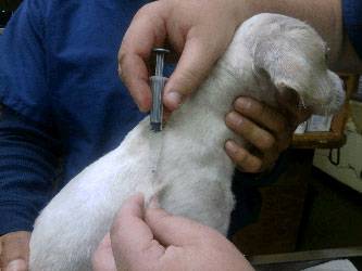 Photo of a dog recieving an injection under the skin