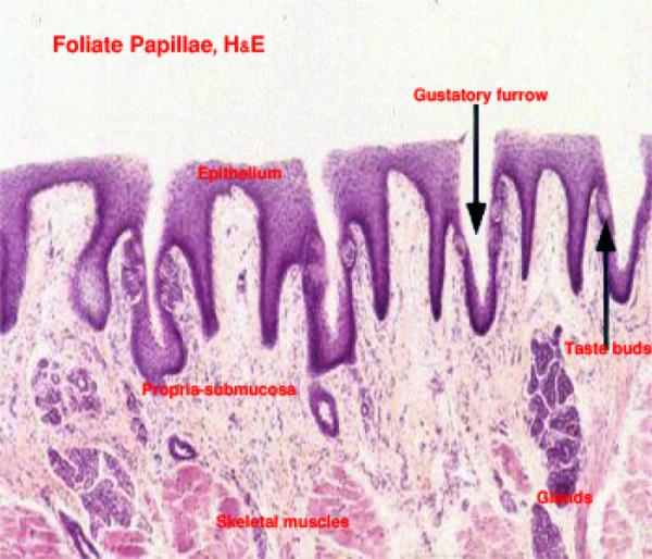 Shape Papillae