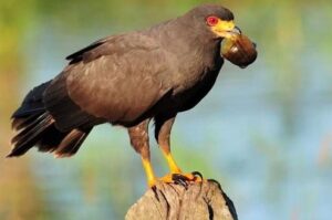 Bacalar Tour (Bird Island)