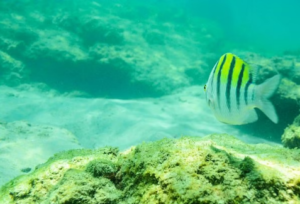 Santa Maria Bay Cabo (coral reef)