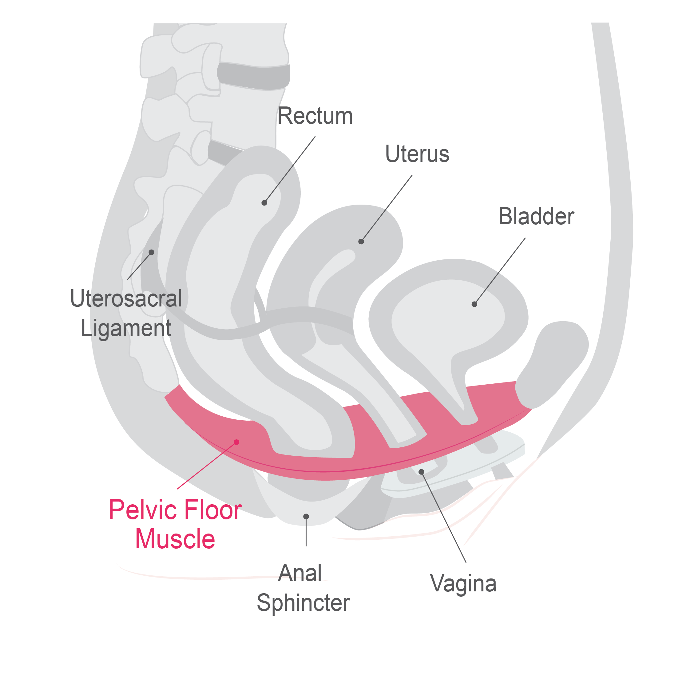 Pelvic Floor Muscles | Vibrance