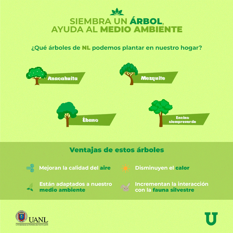 Qué árboles sembrar en el área metropolitana de Monterrey? - Vida  Universitaria - Universidad Autónoma de Nuevo León