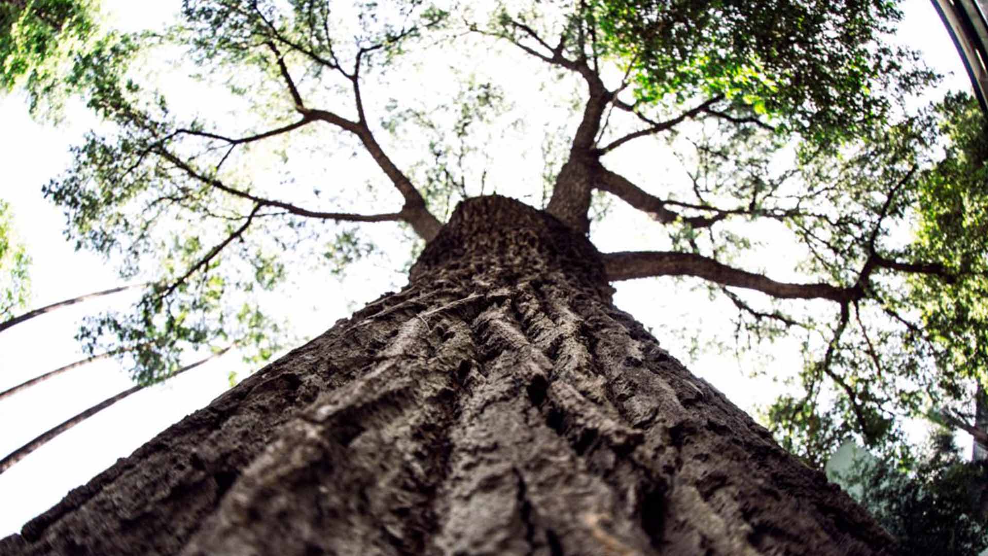 Necesita Nuevo León más árboles nativos - Vida Universitaria - Universidad  Autónoma de Nuevo León