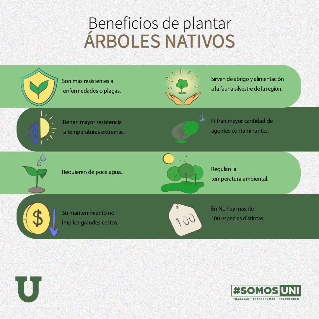 Necesita Nuevo León más árboles nativos - Vida Universitaria - Universidad  Autónoma de Nuevo León