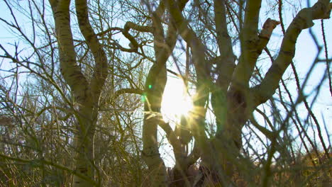 Hand-held-shot-looking-into-the-sun-through-trees-in-Arizona