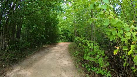 Country-road-that-goes-in-the-forest