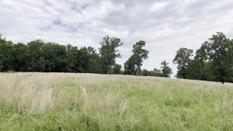 traveling-of-green-trees-and-cloudy-skies