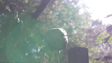 Heremietibis-that-is-enjoying-the-rain-and-sun