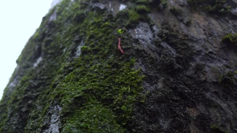 Water-Drops-Dripping-Off-Of-The-Forest-Tree---Macro-Shot