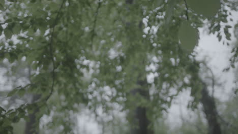 Close-up-shot-of-a-leaf-on-a-tree-during-a-rain-storm-with-falling-raindrops-shifting-focus-from-front-to-back-in-a-green-forest-LOG