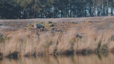 Cows-Eating-Grass-In-The-Wide-Grassland-Area-Near-A-Peaceful-Water---Wide-Shot